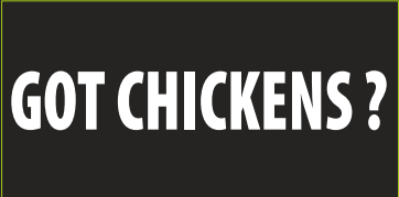 Got Chickens? Bumper Sticker